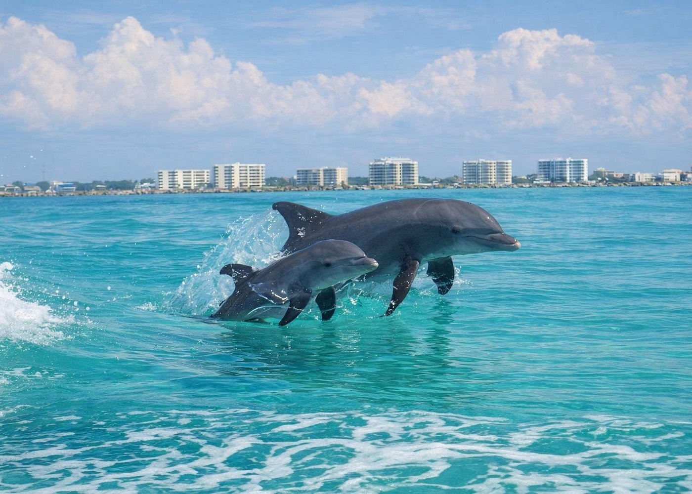 Dolphin cruises. Local-area attraction or activity; off-property and not included with your stay.