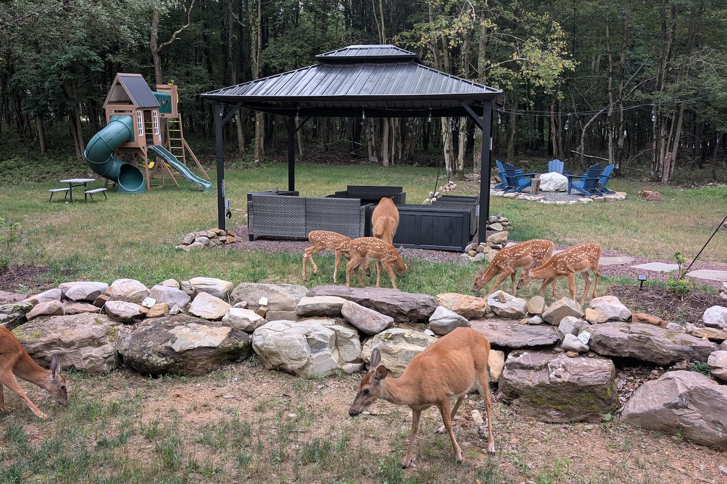 Just a typical day with a family of deer and a fawn passing by.