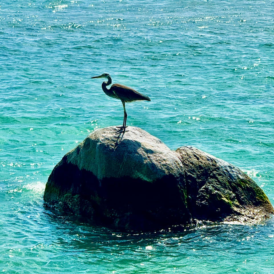 Enjoy Aruba's wildlife in the air and in the ocean!