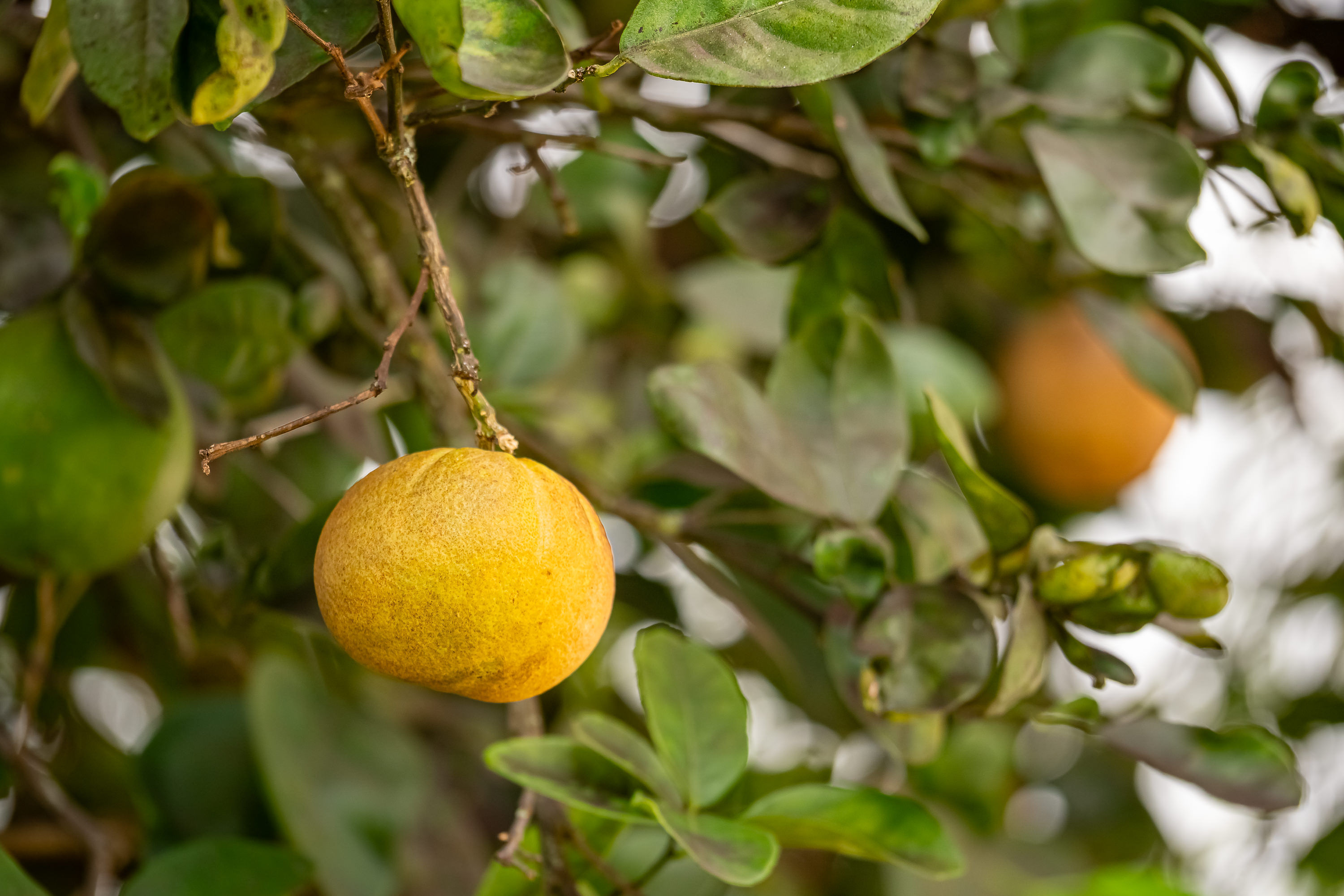 citrus