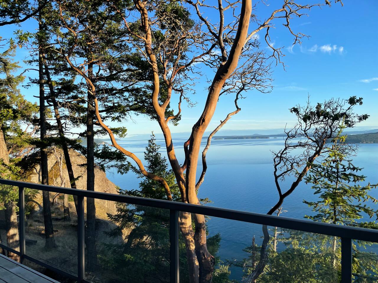 Arbutus Tree from deck