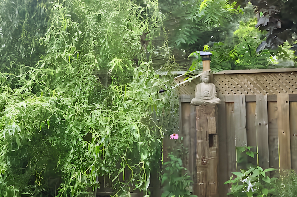Enjoying the ZEN Garden. 