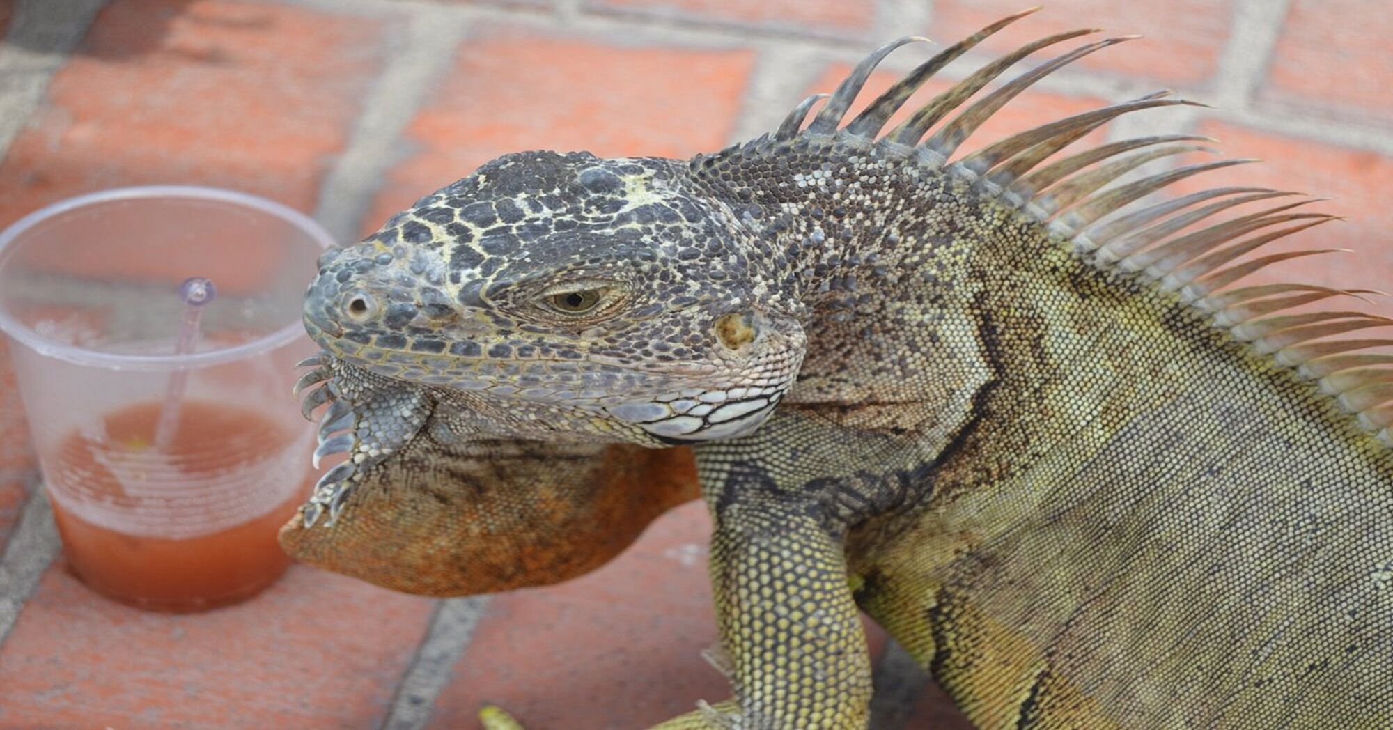 Fun
 @ Buganvilias Vacation OWNER Club, Vacation Travel Exclusives