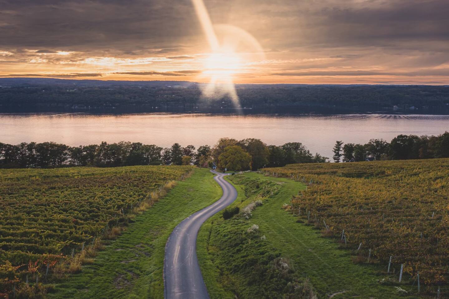 Access road to the cottage runs through the vineyards.