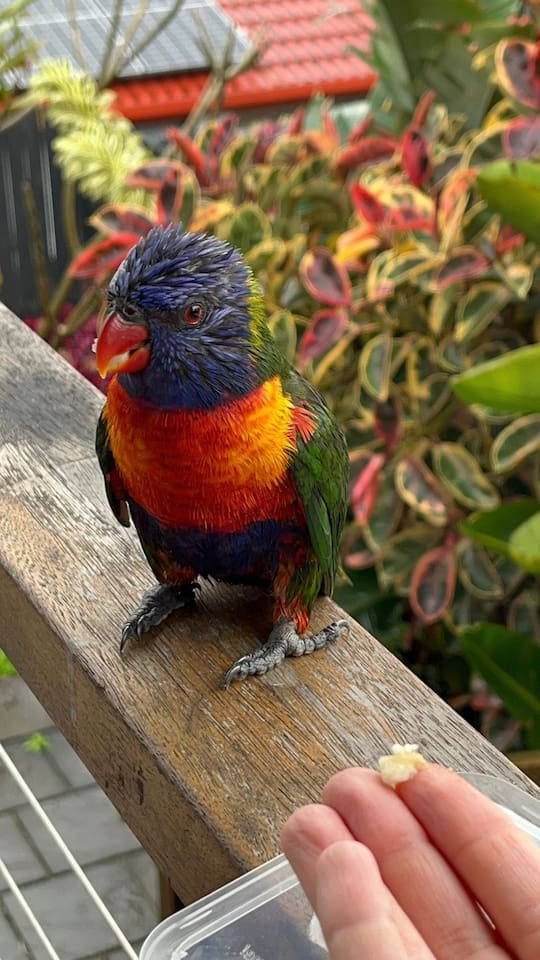We have some regular hungry visitors that fly in from the neighbouring national forest that we fed when we lived here.