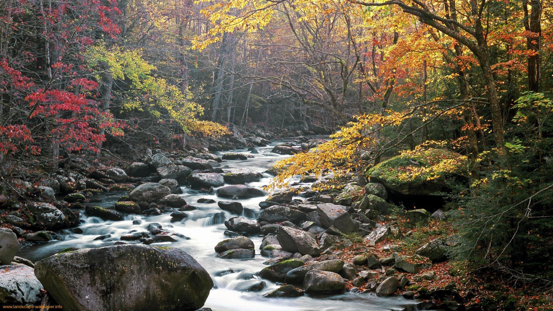 fall in the Smokies
