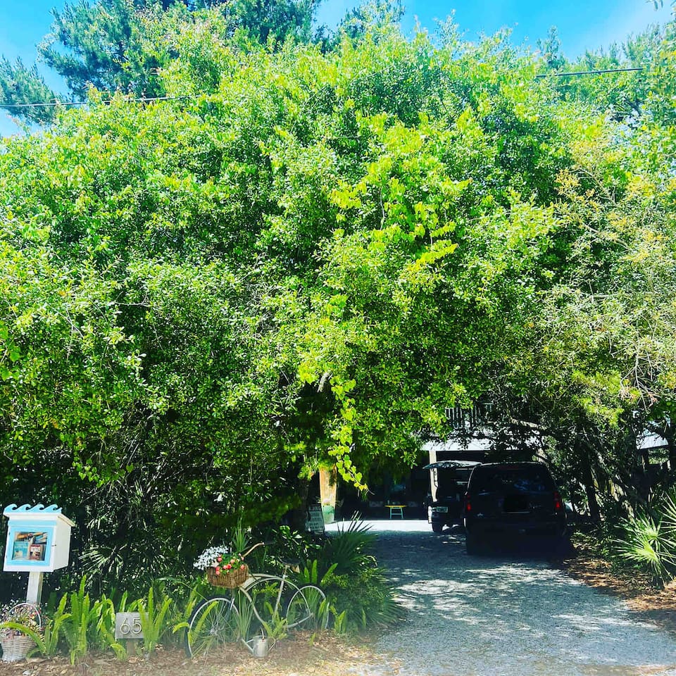 Tree canopy driveway provides a secluded, quiet treehouse feel to the home