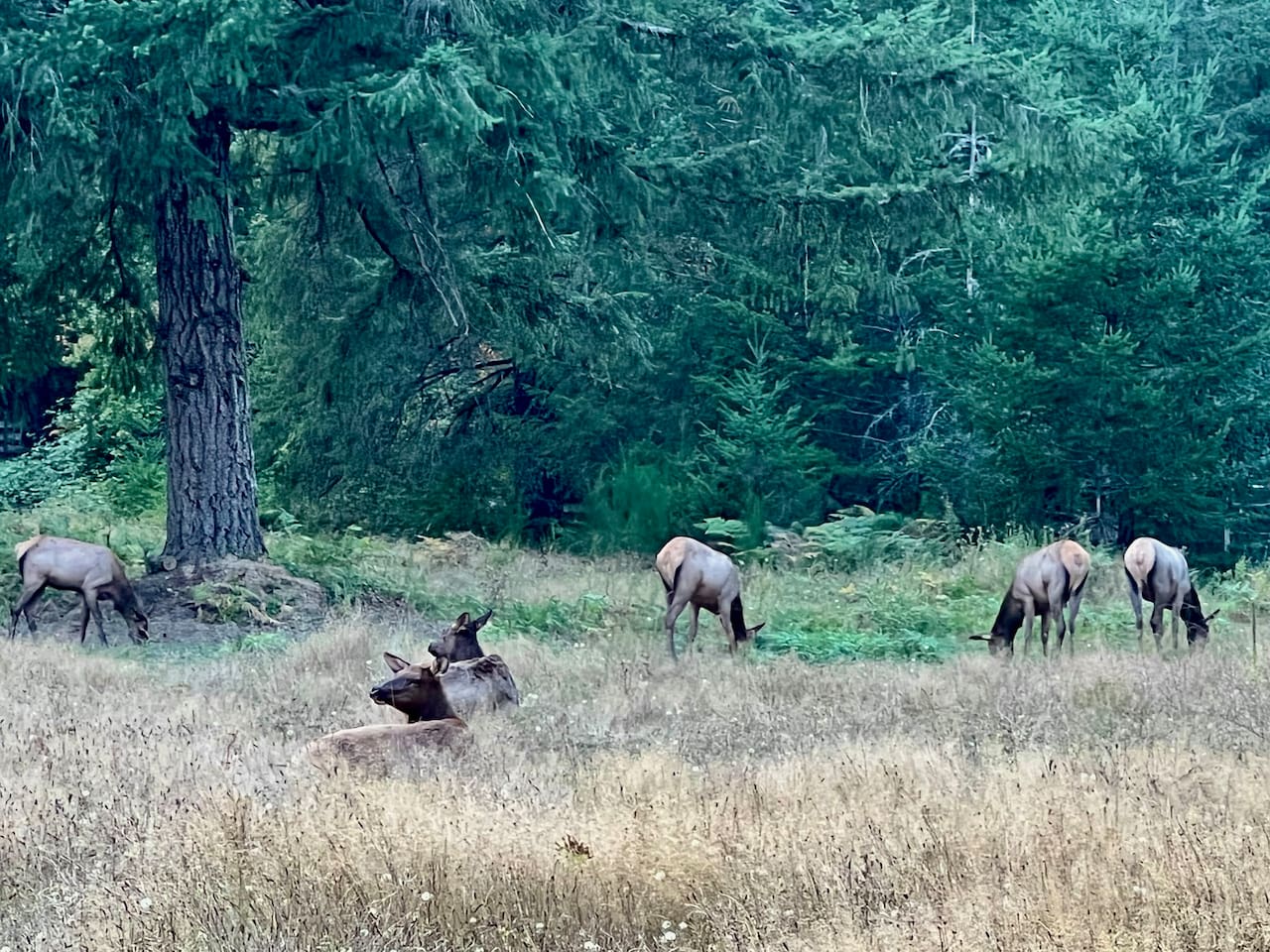 Members of the local Elk herd. This photo was taken within walking distance from Bluebird Cabin.