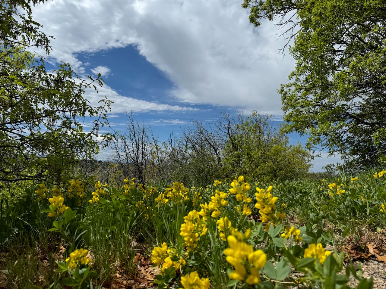 Beautiful wildflowers all over the property.