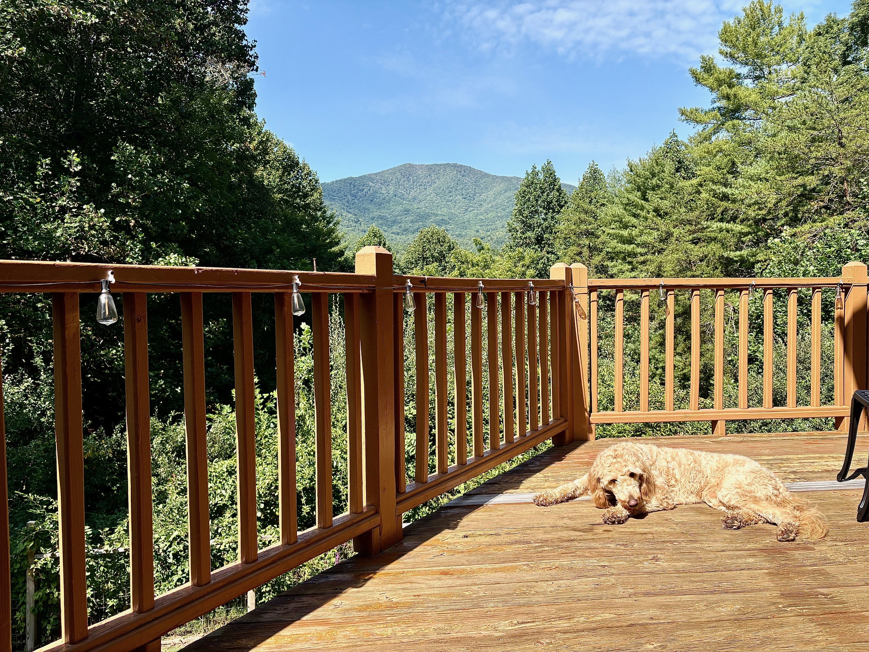 Maple living the Golden Bluff Dream!