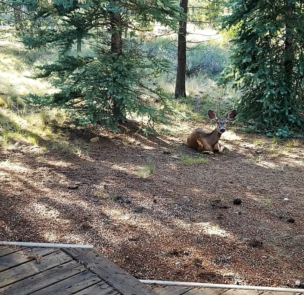 Don't forget to say hello to our friends!  This doe and her two fawns found their home in the backyard this summer. 