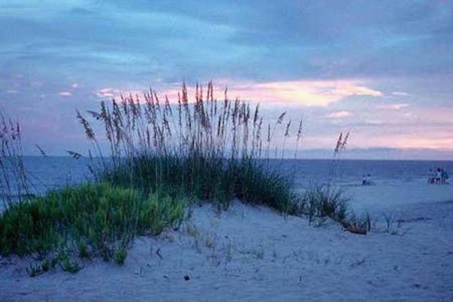 The sea oaks are a nice beach plant.