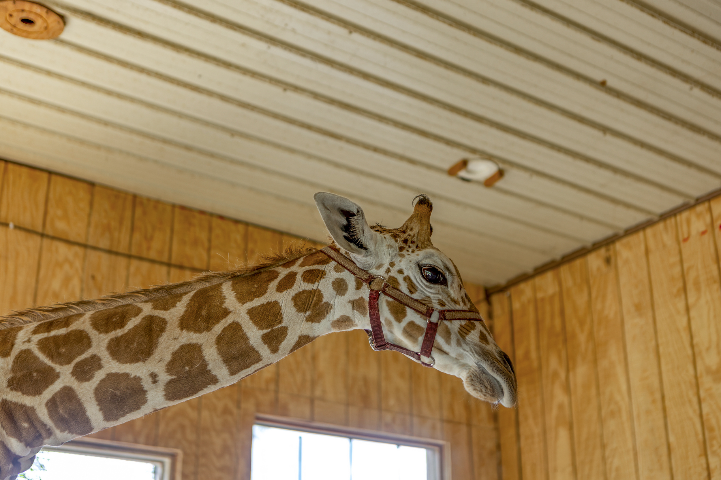 Unique Animal Experience: Meet your new friend—a gentle giraffe welcomes you to an unforgettable stay!