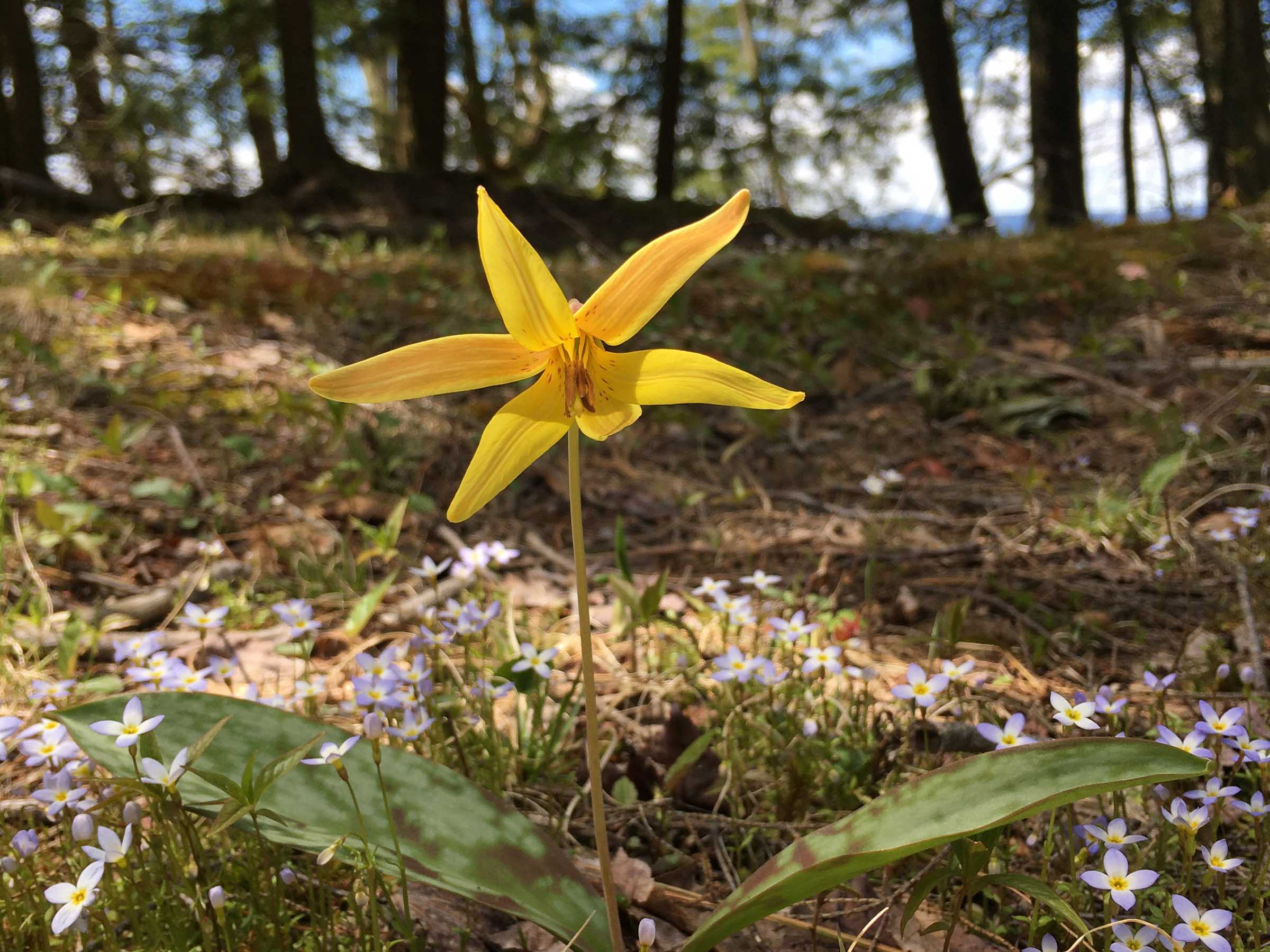 Trout lily and Quaker ladies in spring bloom on the Berkshires forest floor &mdash; Sunset Falls