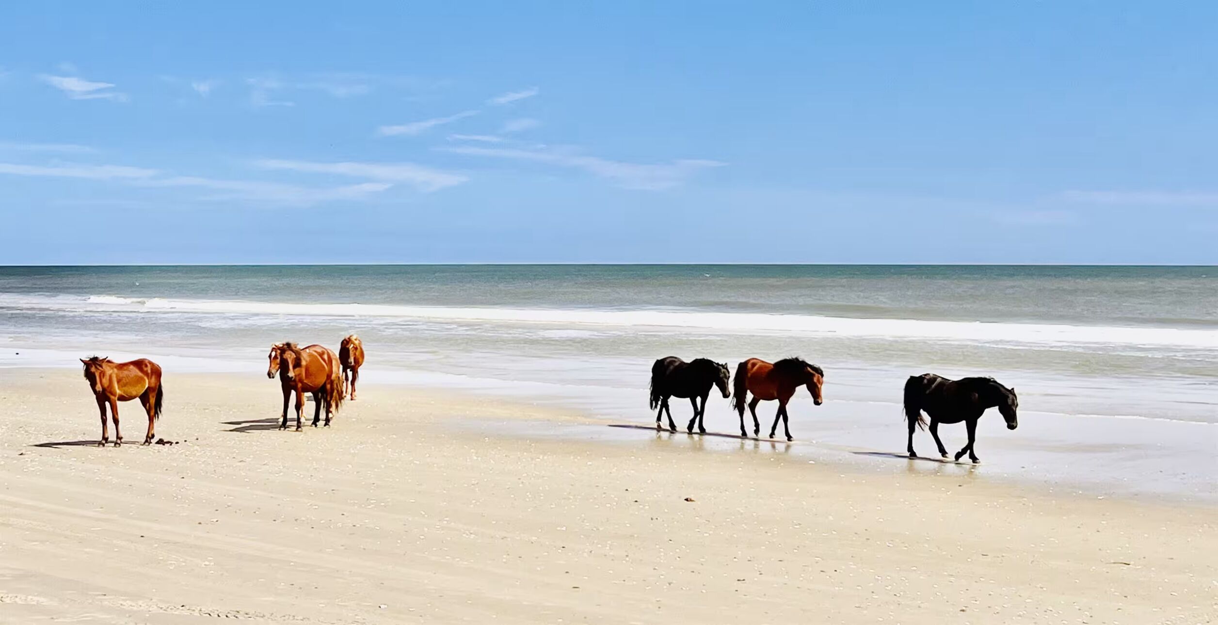 4x4 beach, 5 miles away to see the Corolla Wild Horses roam.