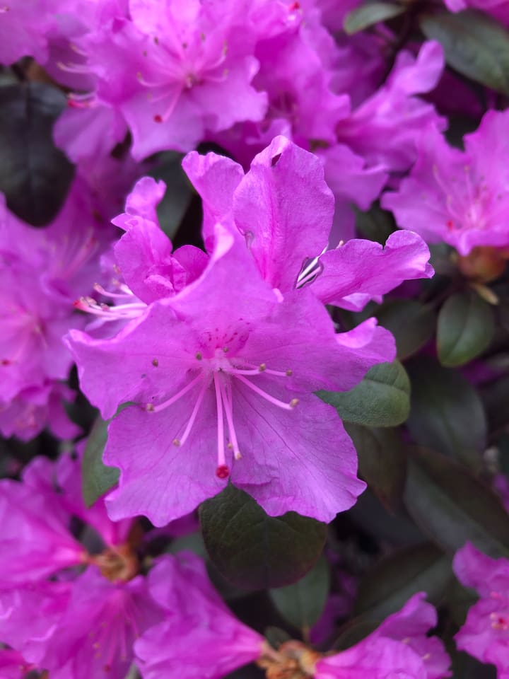 Azaleas in the neighborhood