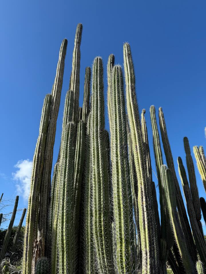Aruba has lots of cactus and aloe, you can but aloe lotions is you get a sunburn.