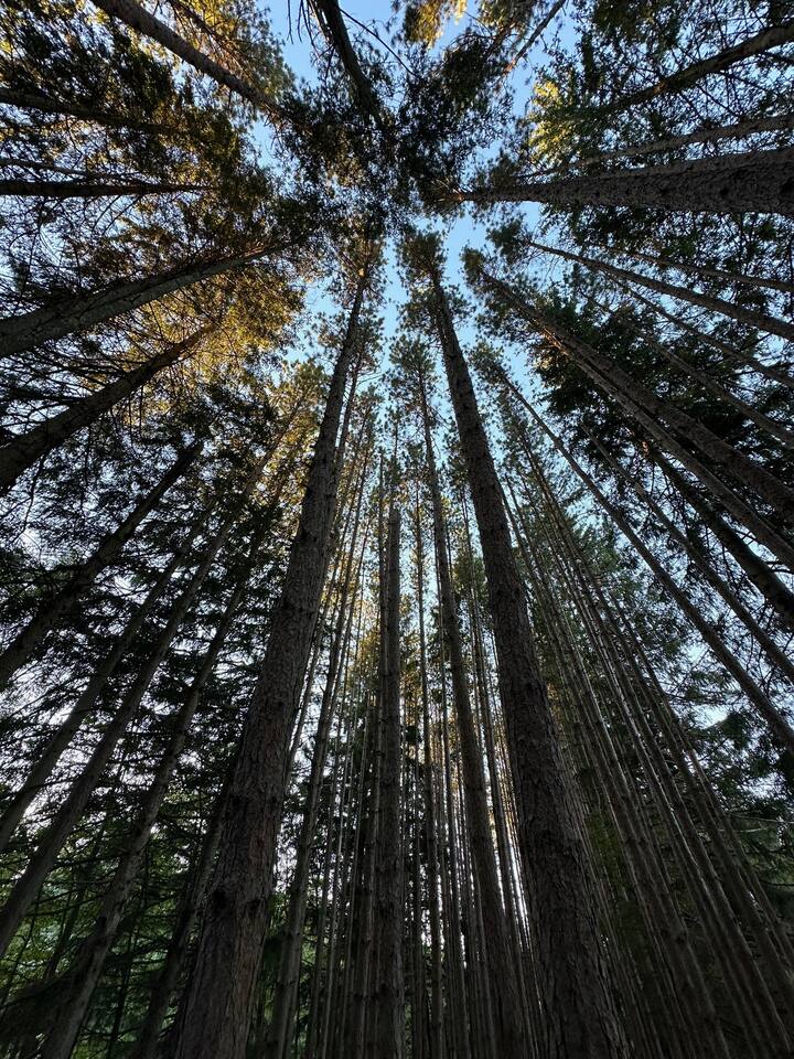 The Woods at Austin T. Blakeslee - Perfect for a Short Hike