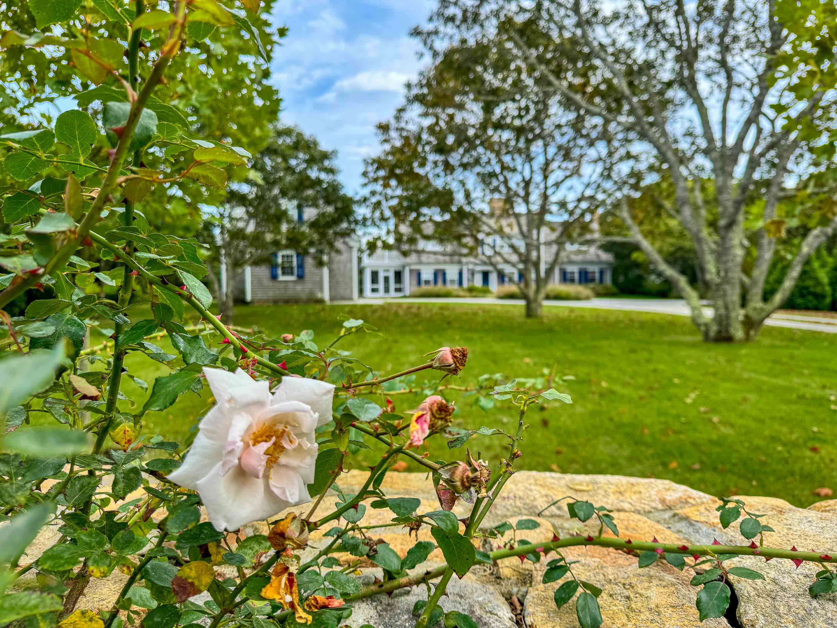 Roses on the stone wall