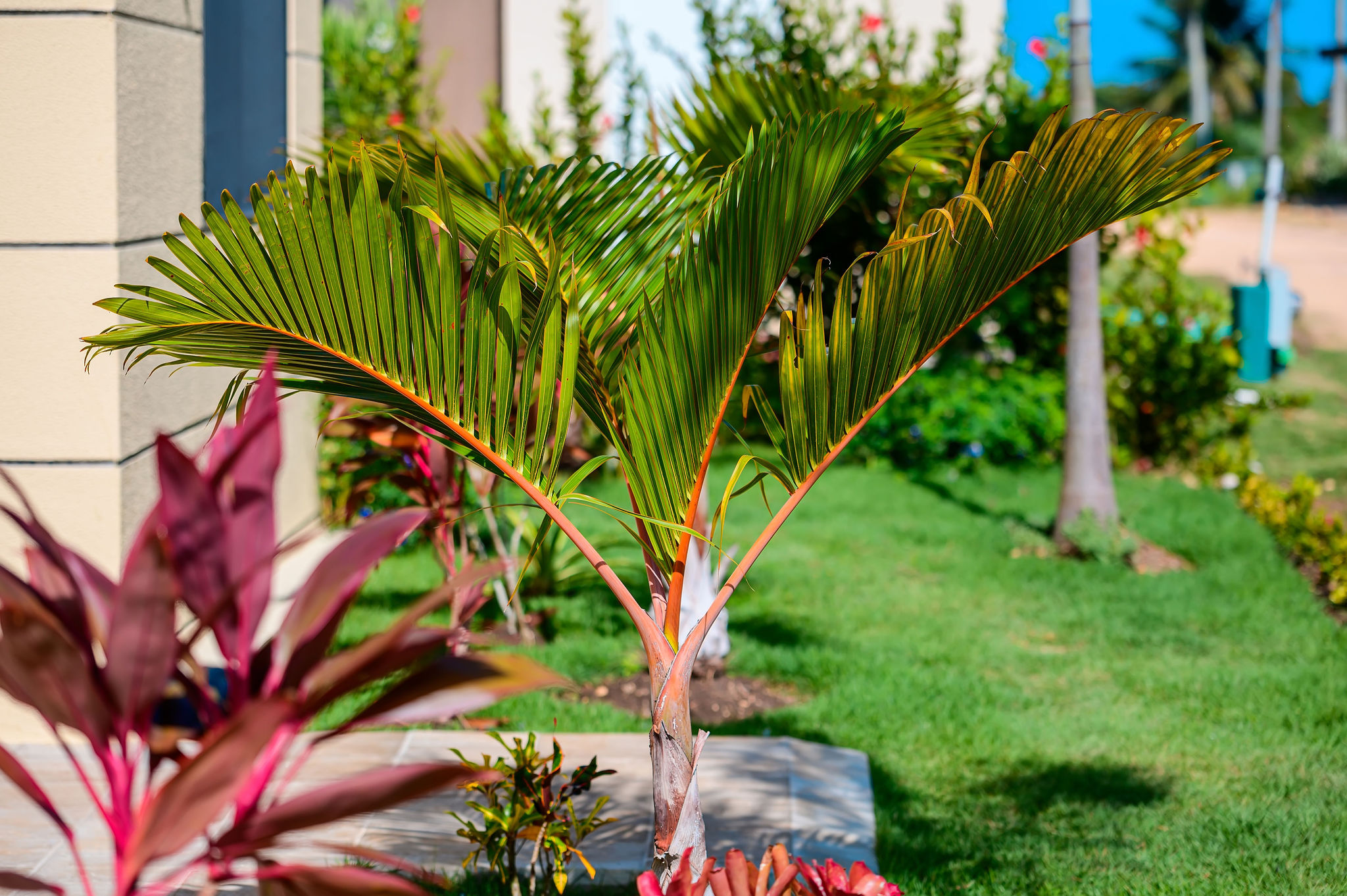 Tropical landsxaping