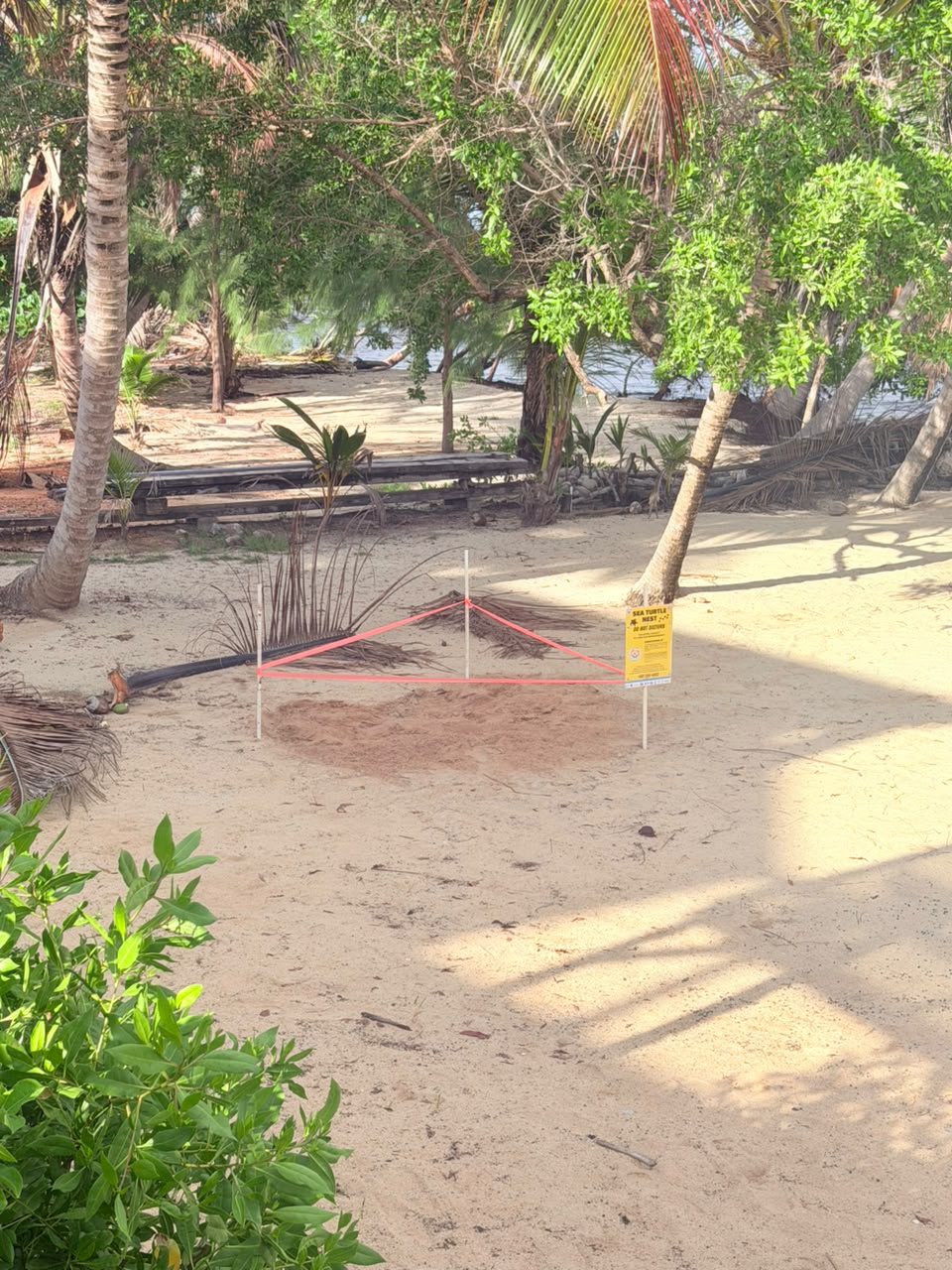 Sea Turtle Nest every season