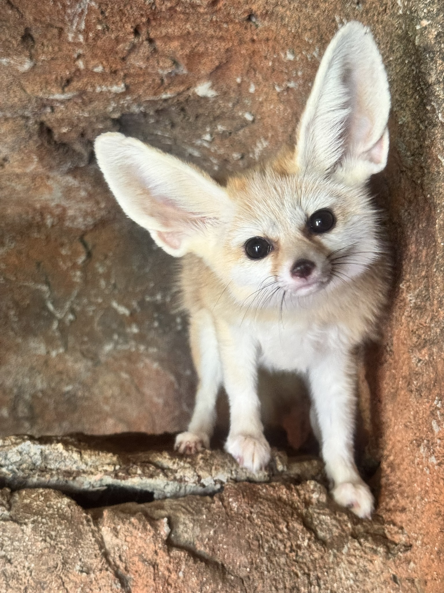 Meet our adorable fennec fox and more when you book your Zootastic stay! Get ready for unforgettable animal encounters. 