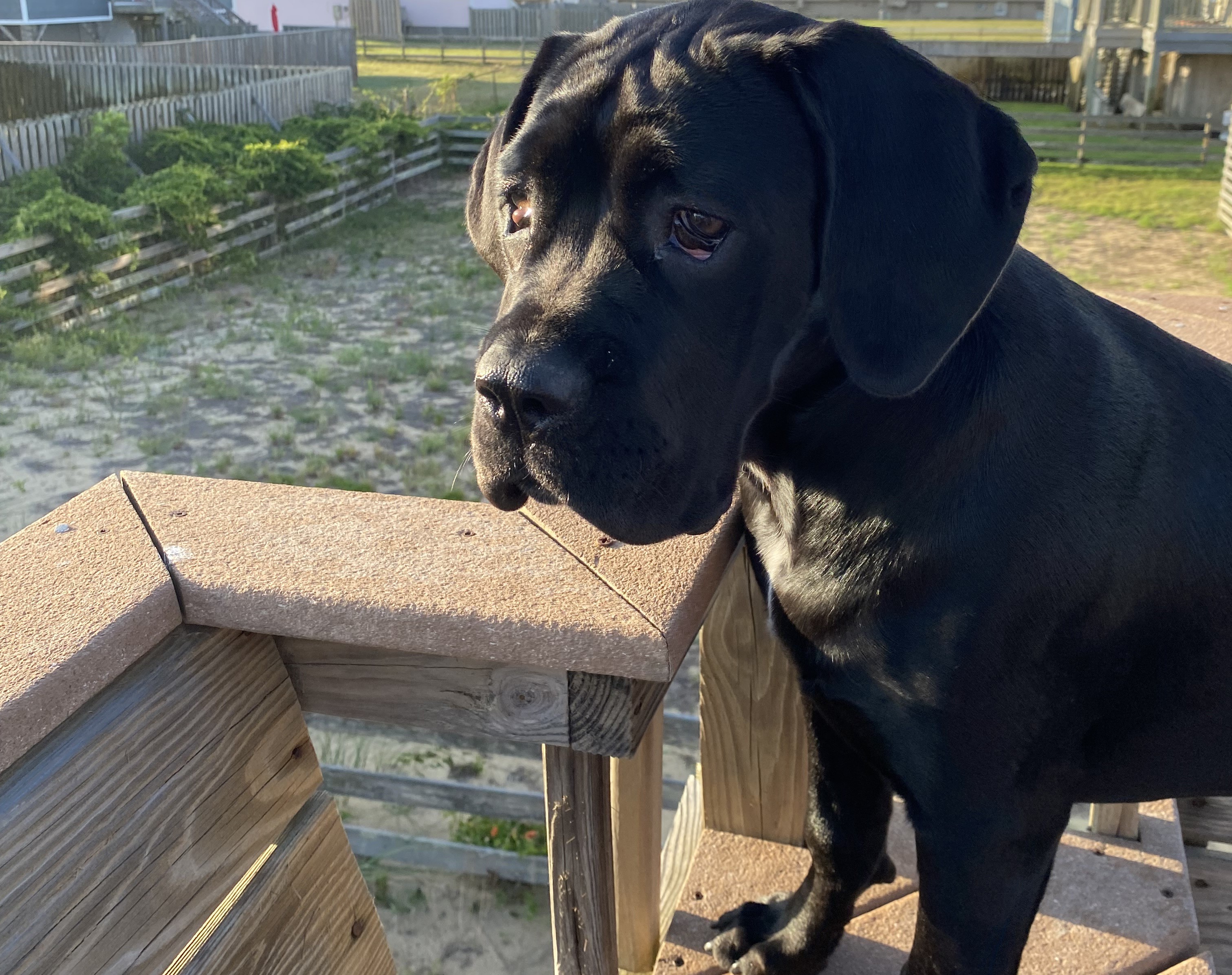 Enjoy having your dog at the beach with you