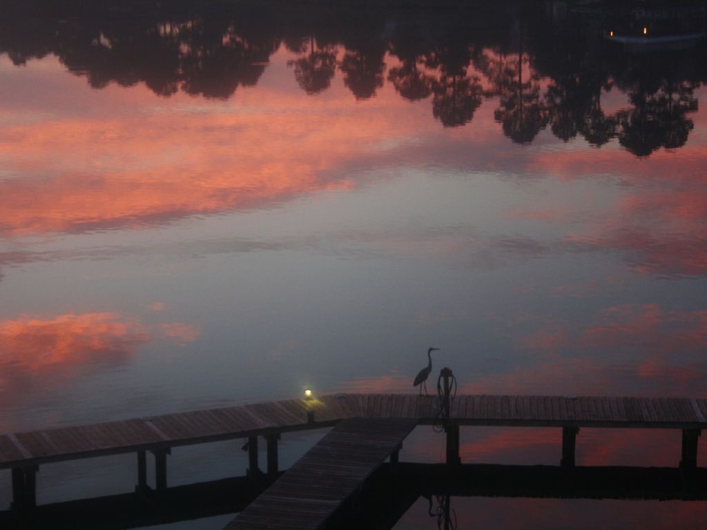 Sun Rise with the resident Blue Heron