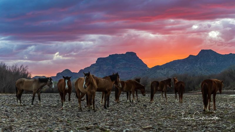 Arizona's  Wild horses