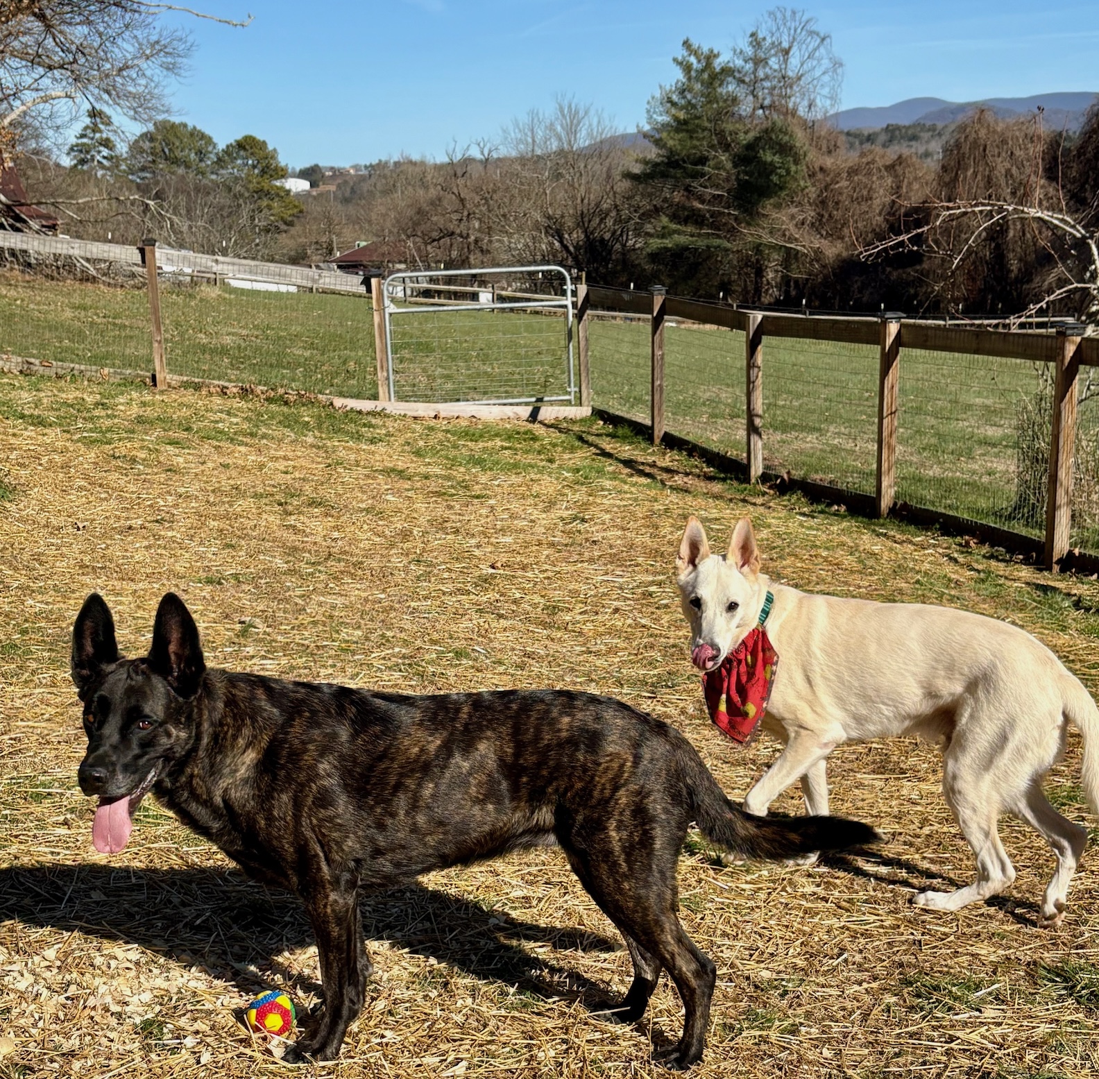 Dec 2025 having fun! Puppies playing ball and eyeing treats LOL