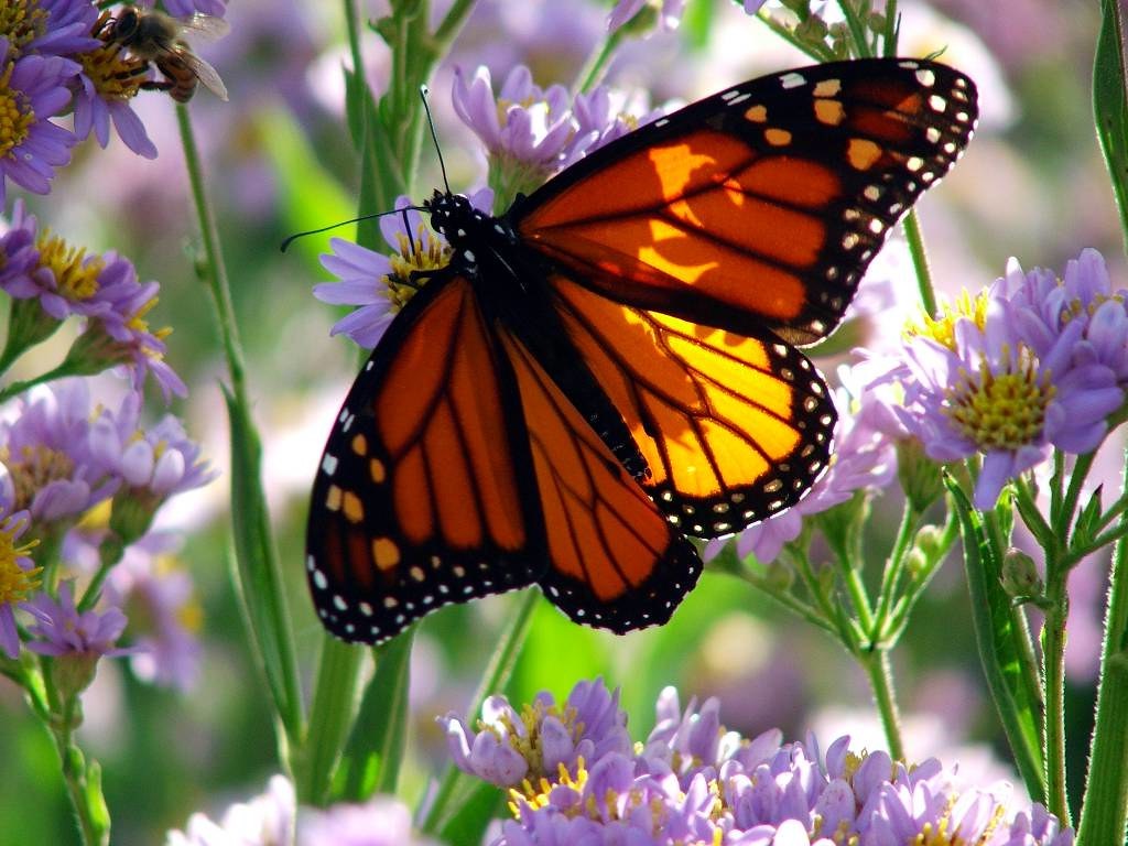 Monarch