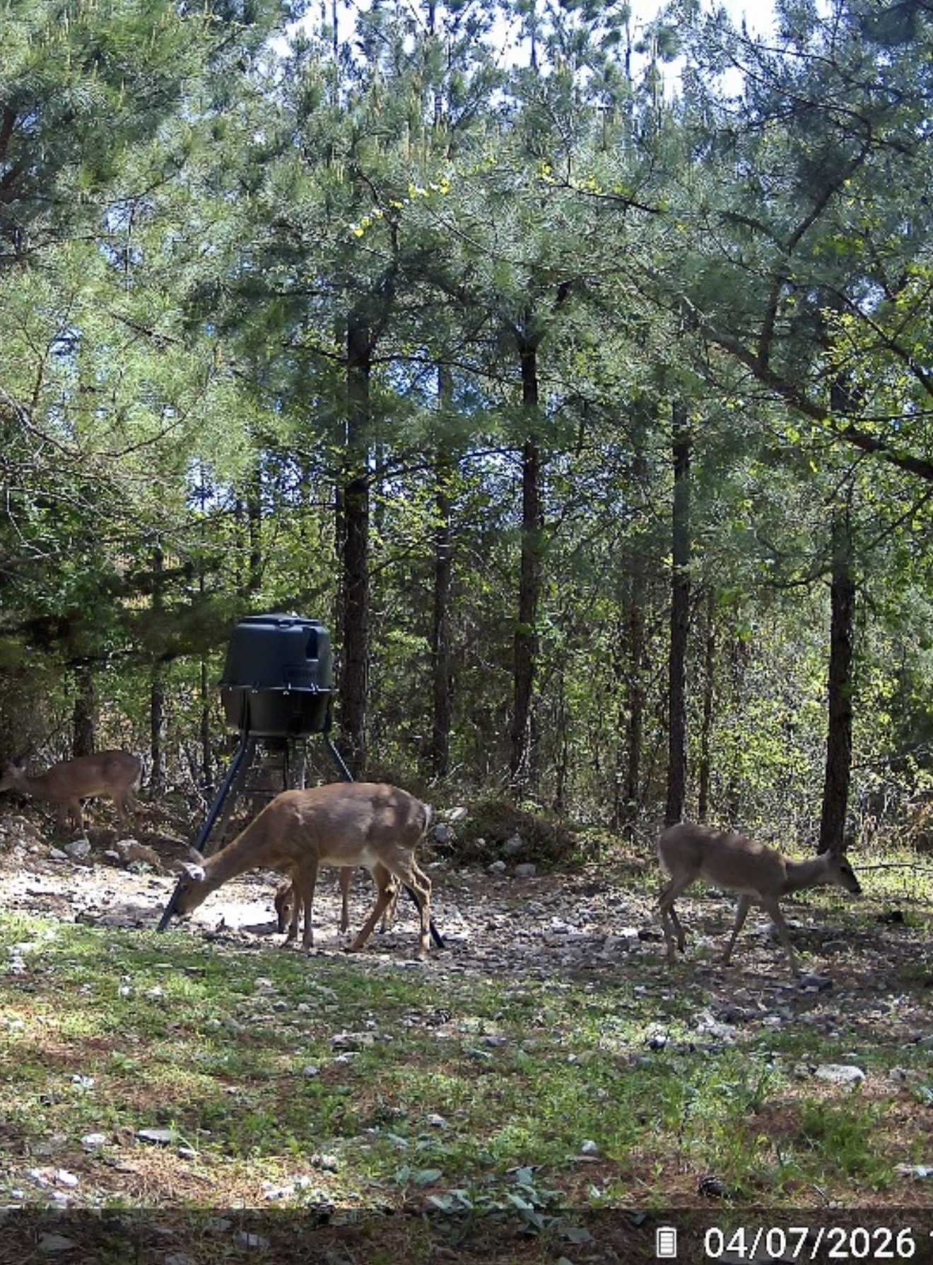 They will come to say' good morning !
