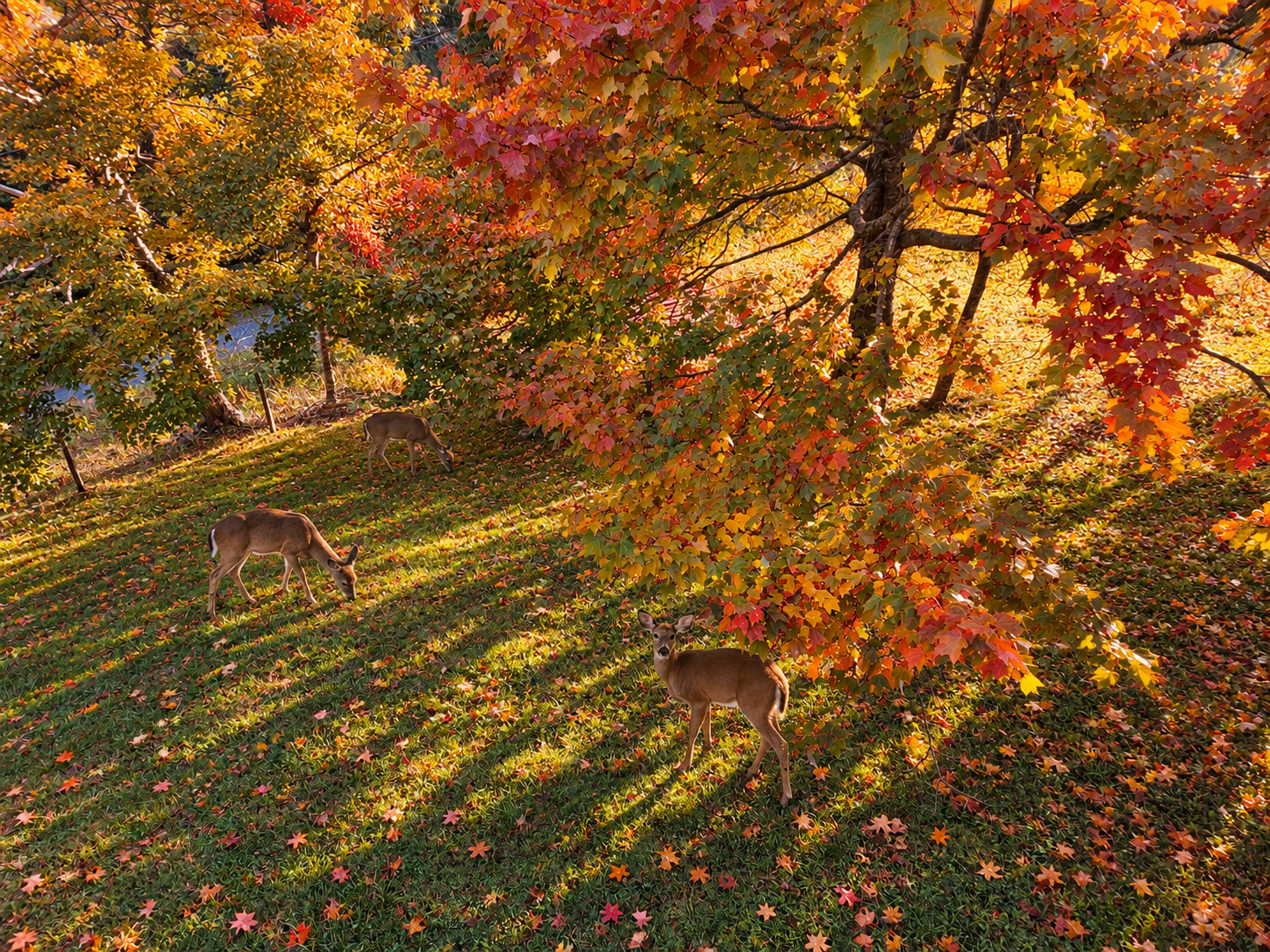 Deer in Autumn