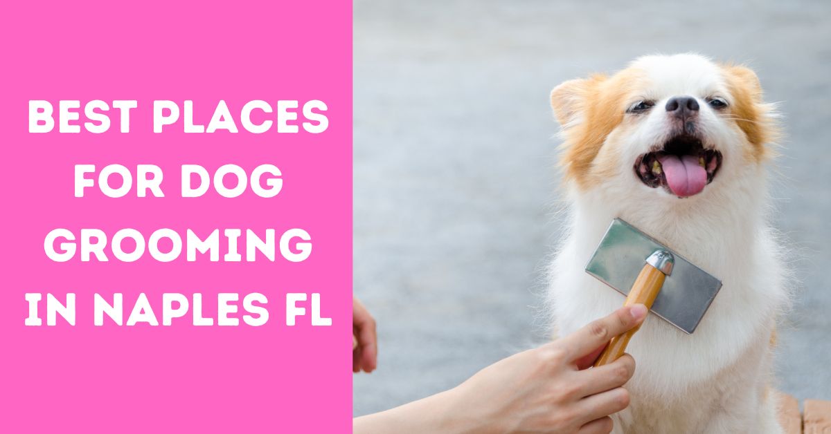 Best Places For Dog Grooming In Naples FL Naples Florida Rentals