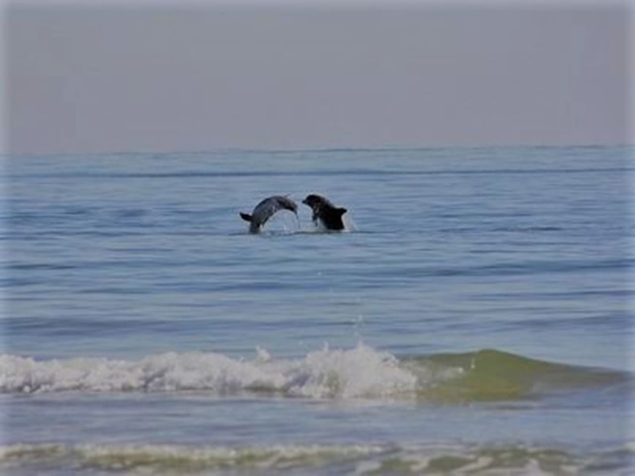 Dolphin Show from private balcony is something to view. 