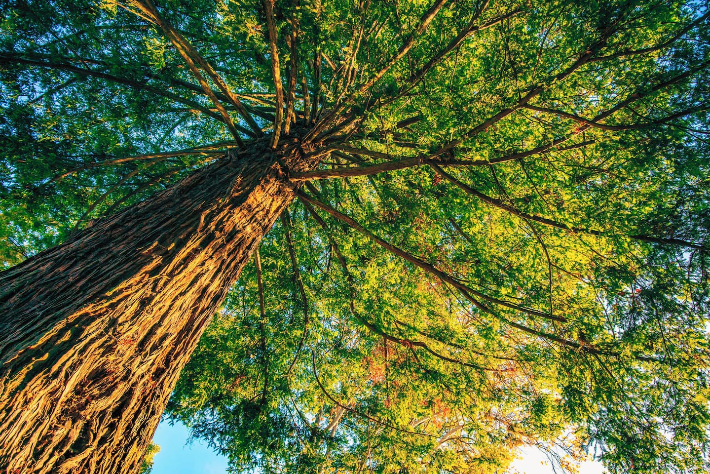 Towering trees: a sight to behold!
