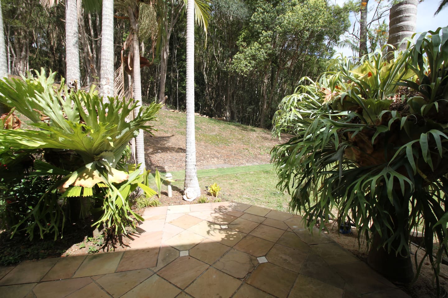 Access to the Backyard through the Staghorns… now leads to the new fire pit 
