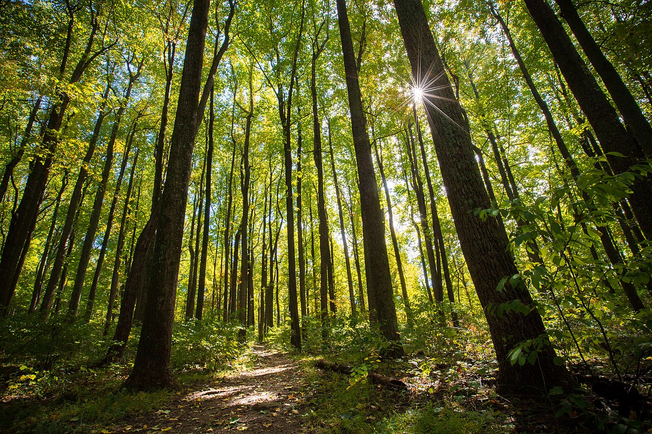 Story of the Forest Trail Shenandoah nature walk
