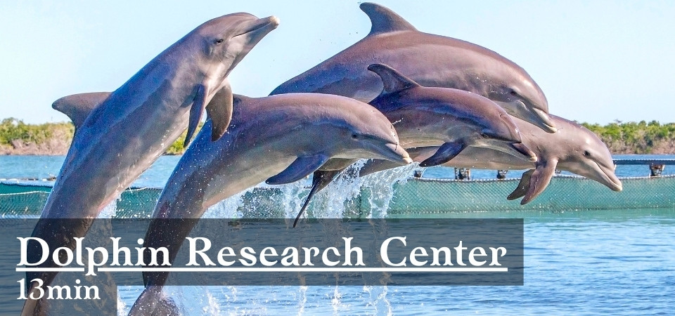 Or swim with dolphins at the Dolphin Research Center.