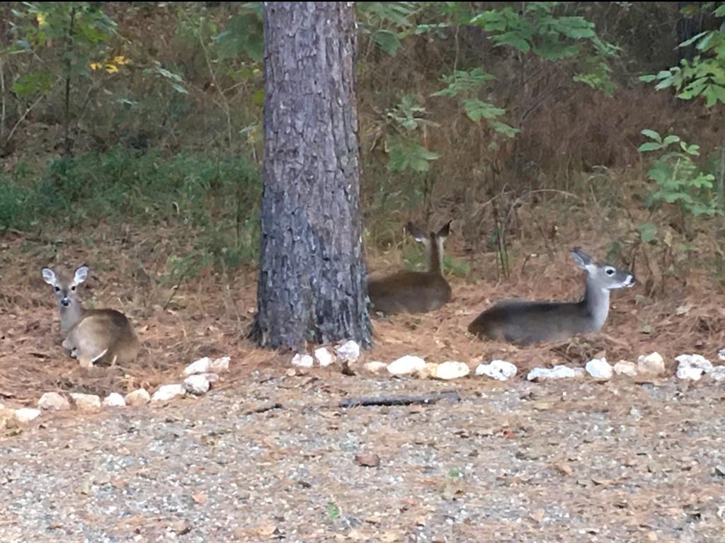 🦌 Morning visitors included. Enjoy peaceful wildlife sightings right from the cabin — a true forest escape.
