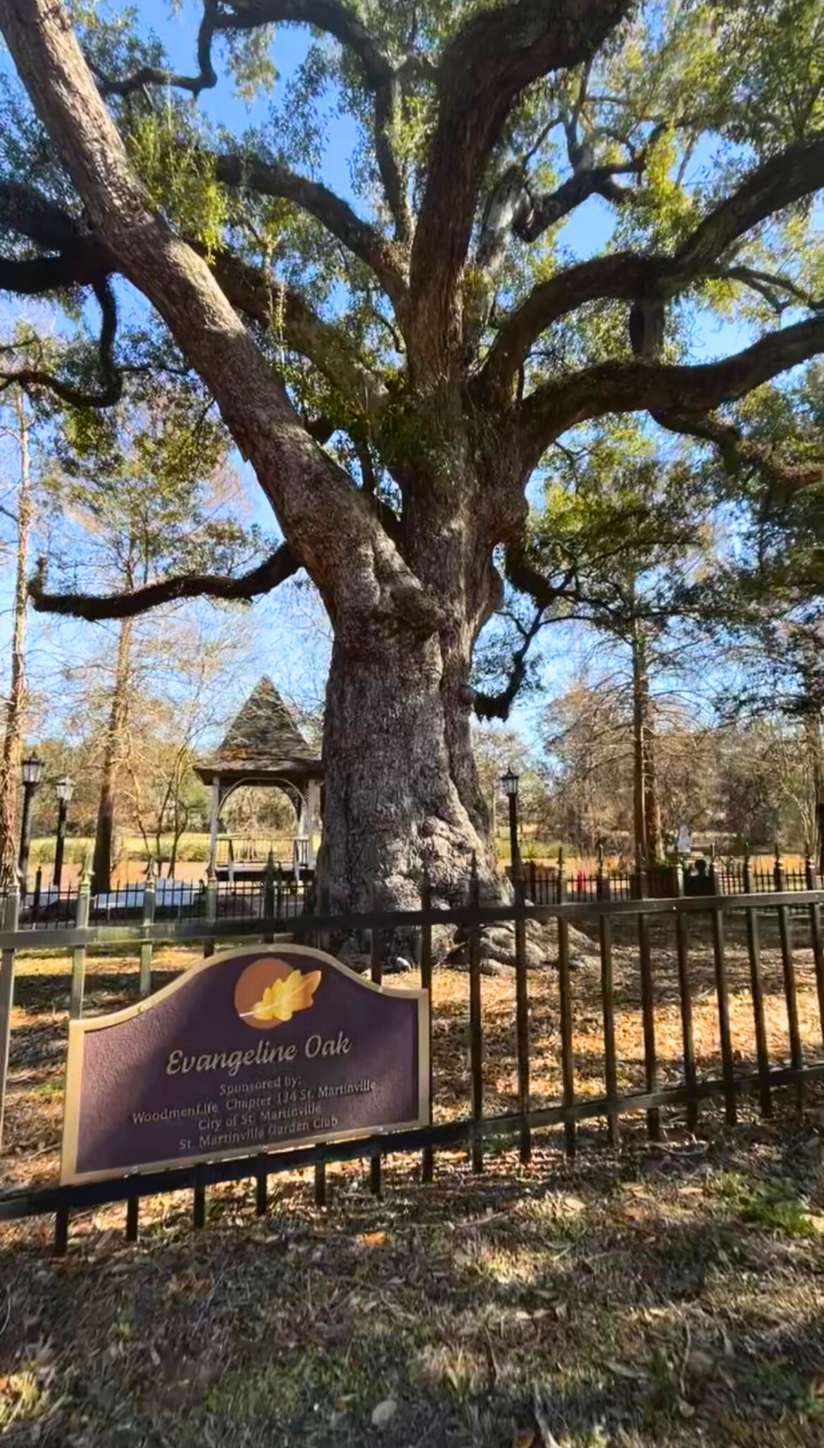 Evangeline Oak