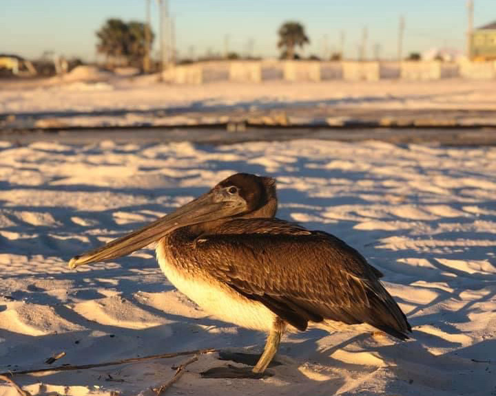 Some Of The Wildlife Of Mexico Beach