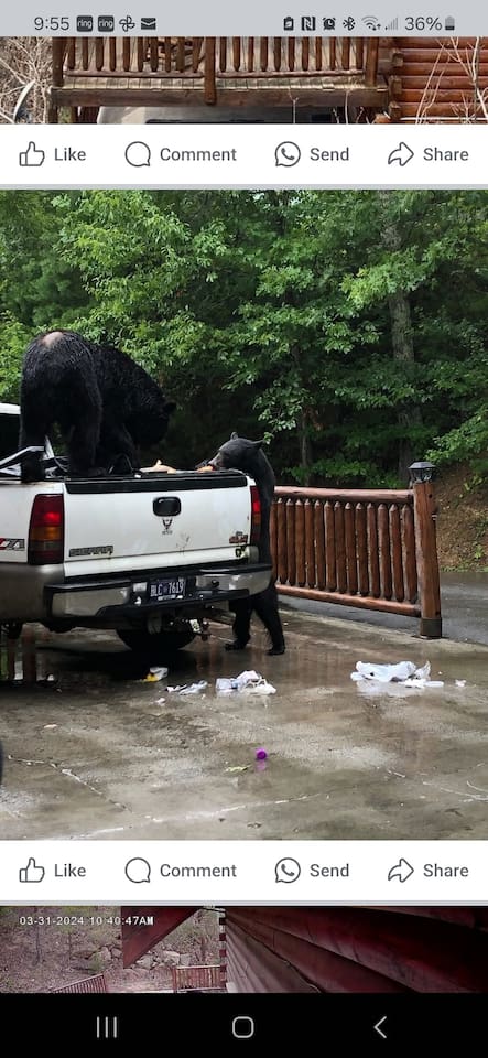 Bears in cleaner's trash!