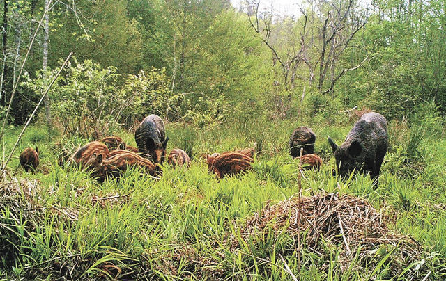 feral hogs smoky mountains
