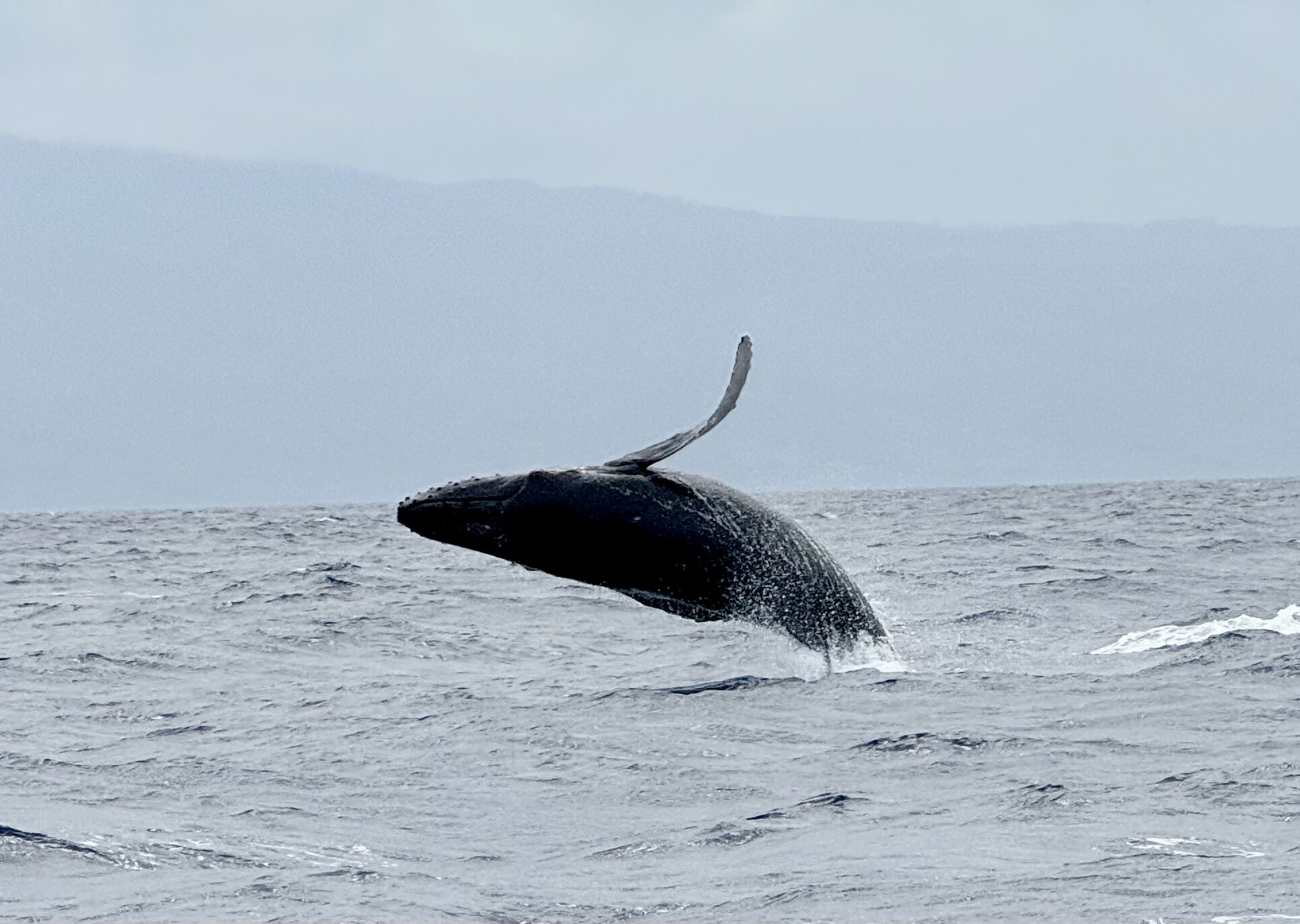 Whales breaching off shore in season