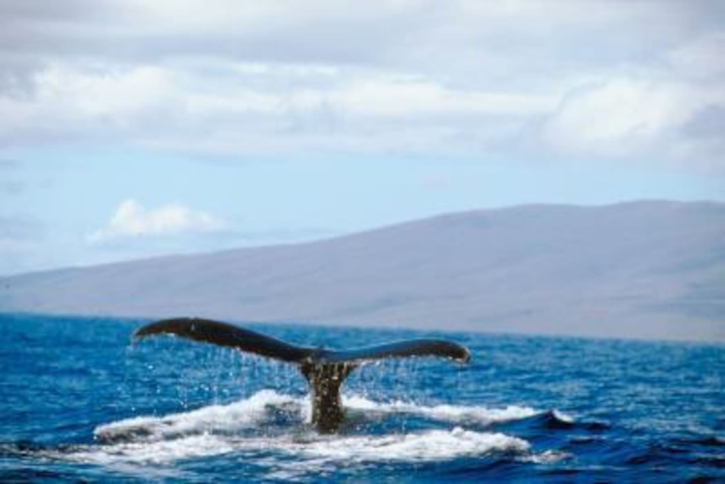 whales outside your door during whale season!