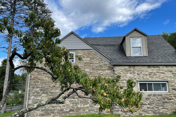 Peach tree
