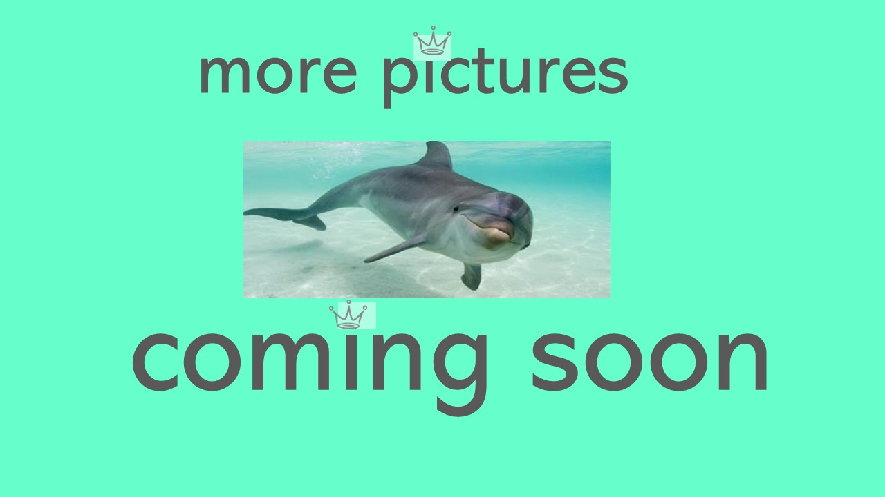 More pictures are coming soon