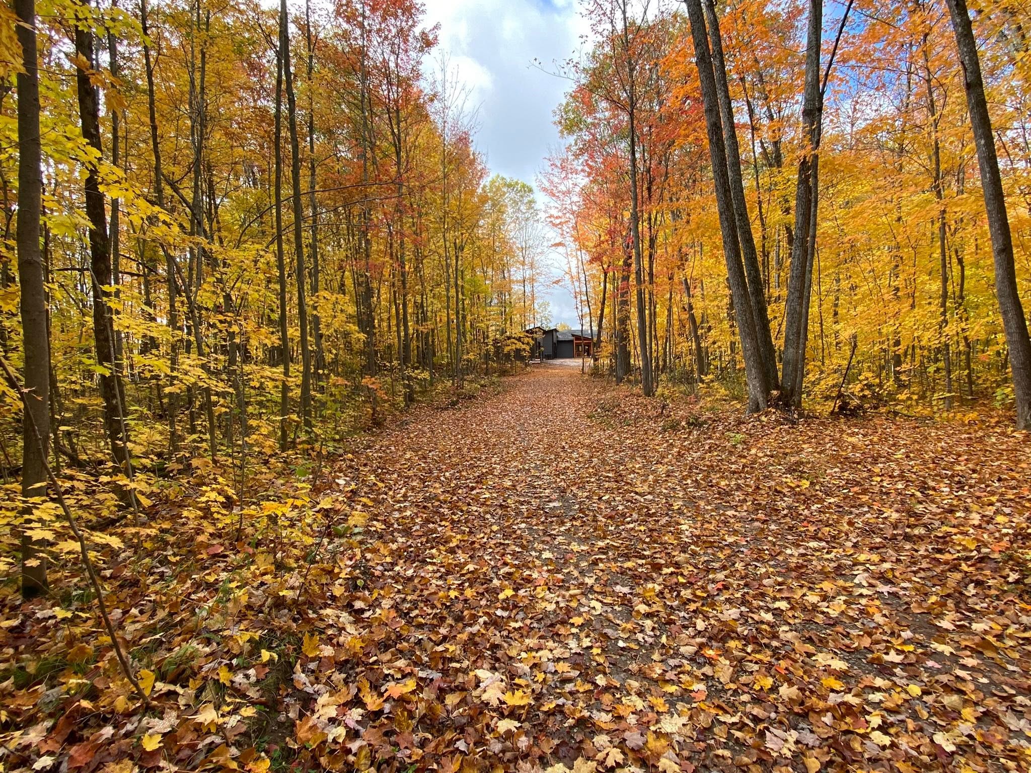 Fall Driveway