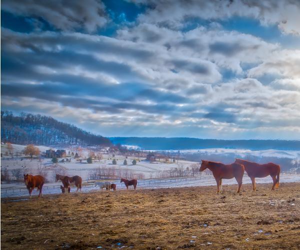 Shenandoah Riding Center